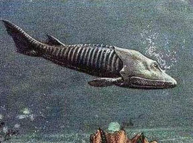 撑死了国王的吸血鱼 来自三亿六千万年前的七鳃鳗 今日焦点